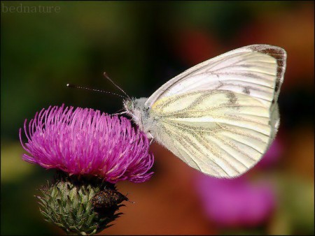 Bělásek řepkový-Pieris napi